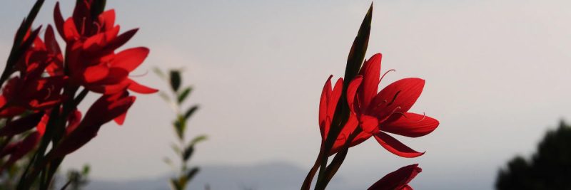 Facing Loss Healing Grief